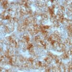 Staining by anti-Ksp-Cadherin / CDH16 Antibody 1