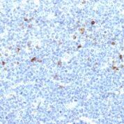 Formalin-fixed, paraffin-embedded human Tonsil stained with MHC I Monoclonal Antibody (CATA-1).