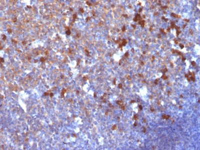 Formalin-fixed, paraffin-embedded human Tonsil stained with IgG Monoclonal Antibody (IG217)