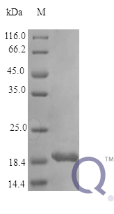 Collagen I, alpha chain (98-110), C57H91N19O16