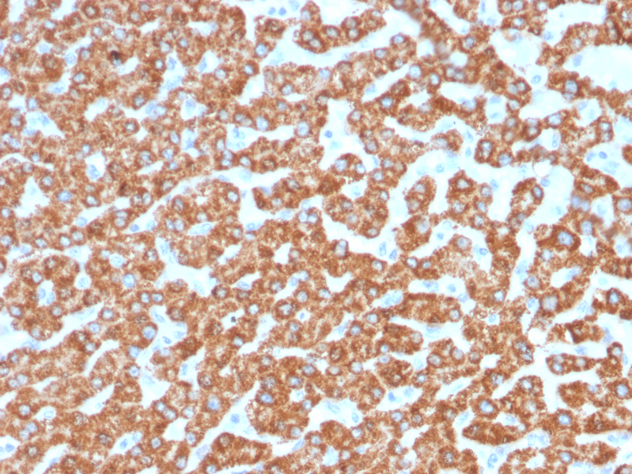 Anti-Mouse IgG (H+L) Secondary Antibody [SingleStep™ PolyHRP] – enQuire  BioReagents