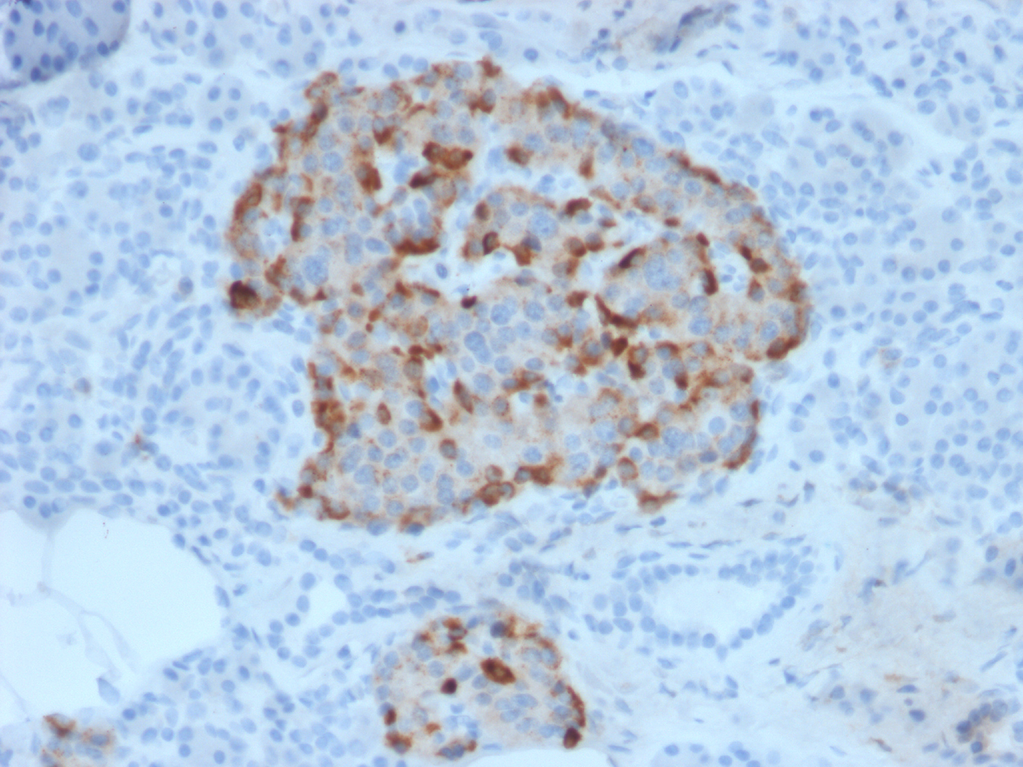 Anti-Mouse IgG (H+L) Secondary Antibody [SingleStep™ PolyHRP] – enQuire  BioReagents