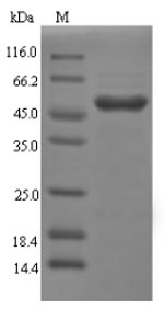 Recombinant Rat Galectin-4 Protein