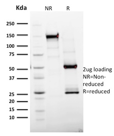 Ultraspecific Antibody Tested Against